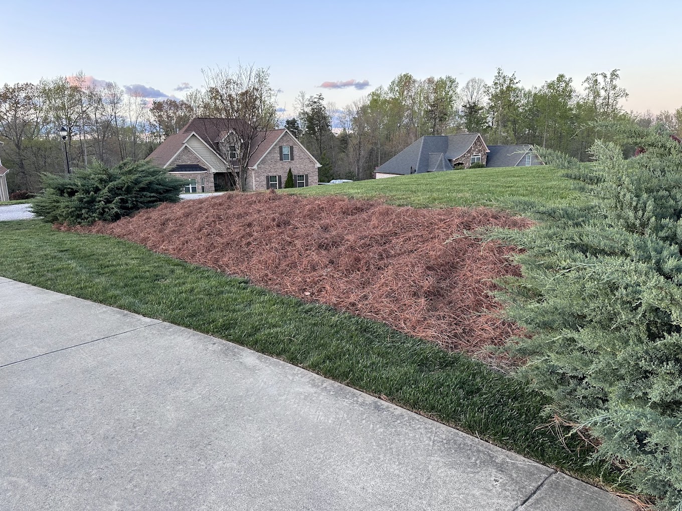Fresh pine needle installation